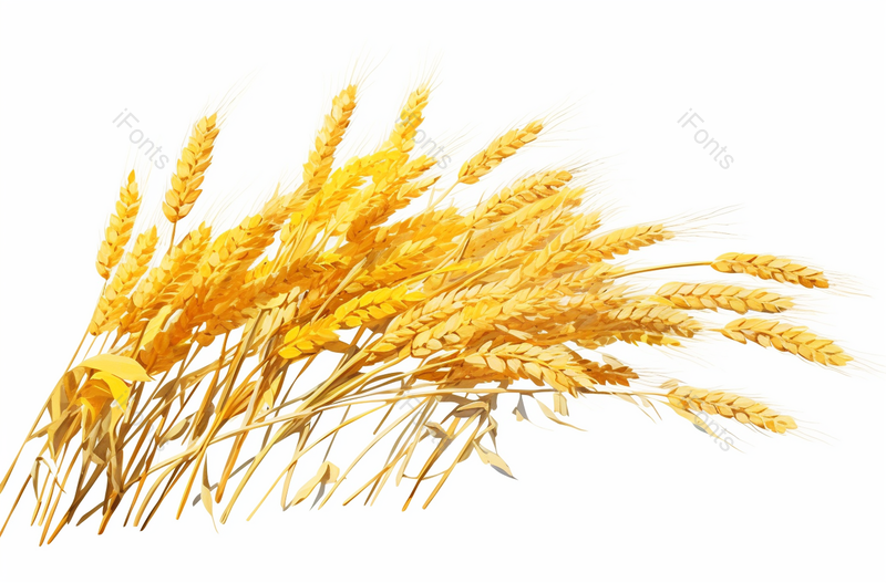 稻谷,插画/手绘图,插画/手绘图库,插画/手绘图下载,插画/手绘